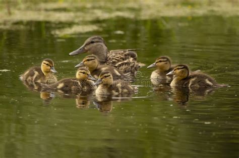 Female Green Winged Teal And Her Ducklings Are Swimming In The Lake