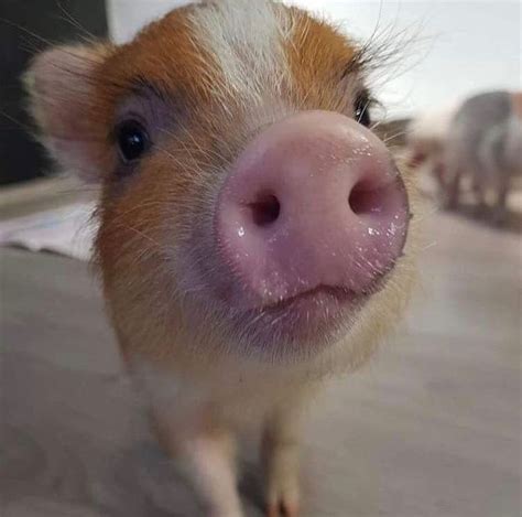63 Best Pig Nose Images On Pinterest Farm Animals Little Pigs And