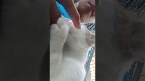 My Cat Loves My Fingers Youtube
