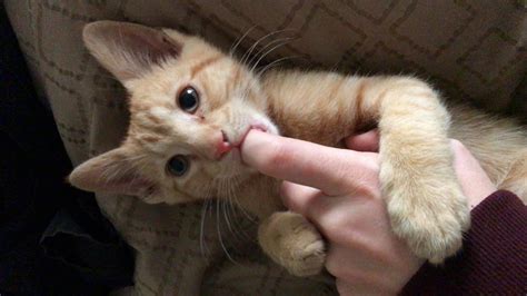 kitten loves nursing on fingers youtube