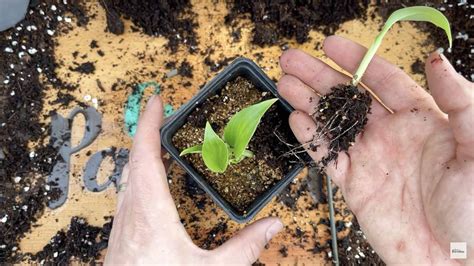 How To Grow Banana Plants From Seed Grow Paradise