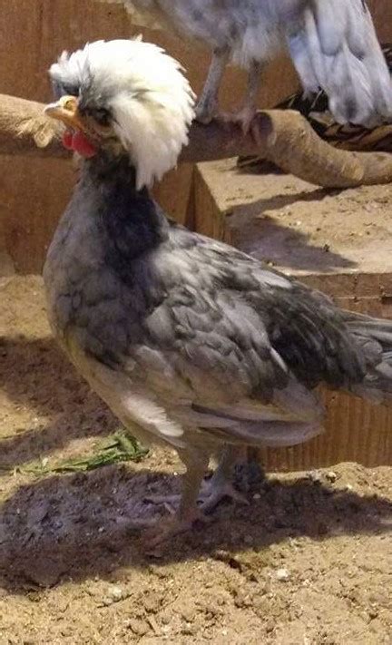 white crested blue polish chicken for sale cackle hatchery