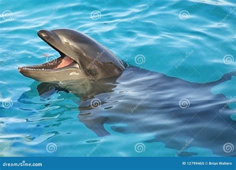 Happy Dolphin Stock Image Image Of Happy Exotic Wolphin 12799465