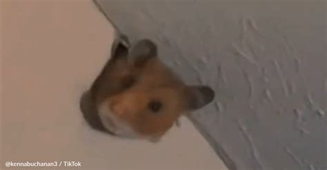 Woman Hears Weird Noise Coming From Wall And Out Pops A Hamster The