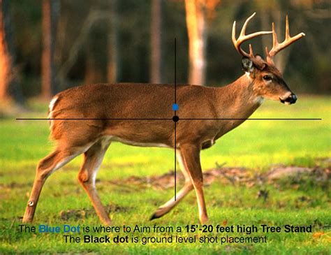 Where To Aim On Whitetail Deer Whitetail Deer Hunting Deer Hunting