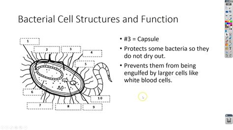 Bacterial Cell Structures And Function Youtube