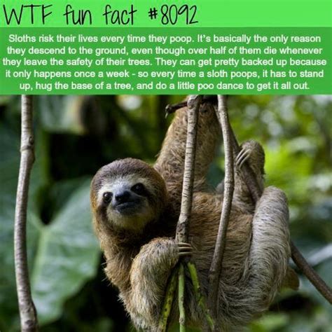 Pin By Deborah Roth On Fun Facts Fun Facts About Sloths Wtf Fun Facts Fun Facts