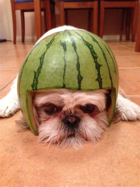 Who Doesnt Love Watermelon Helmet Beloved Dog Shih Tzu My Pictures