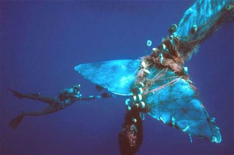 Tragic Images Show Ocean Animals Meeting Our Garbage The Dodo