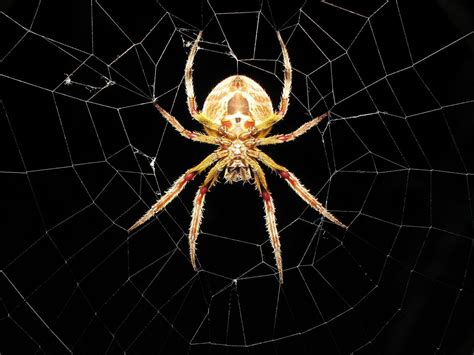 Spider Wallpaper En