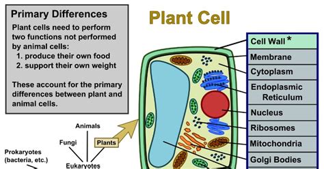Outer membrane is called as tonoplast and is filled with fluid called. Easy Diagram Of Plant Cell And Animal Cell For Class 9 ...
