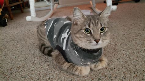 Bubble loafed in her spay recovery suit : Catloaf