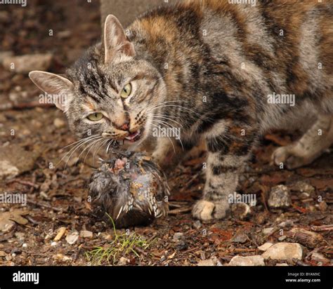 Cat Eating Bird Hi Res Stock Photography And Images Alamy