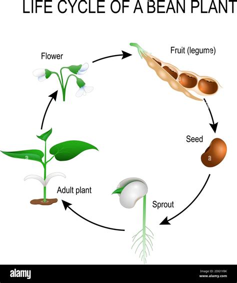 Stages Of A Plant Life Cycle