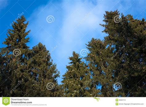 Conifers Against Blue Sky Stock Photo Image Of Blue Woods 8584114