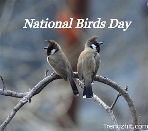 National Birds Day 2024 History Significance And Why Do We Celebrate