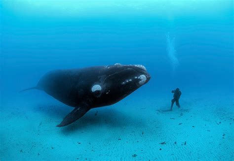 The Southern Right Whale Meets Diver Photo By Brian Skerry Animals