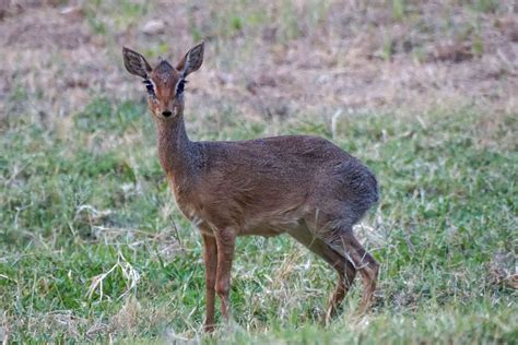 Baby Dik Dik Pictures The Creature Feature 10 Fun Facts About The Dik