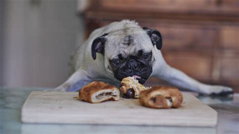 11 Human Foods Your Dog Can Safely Eat