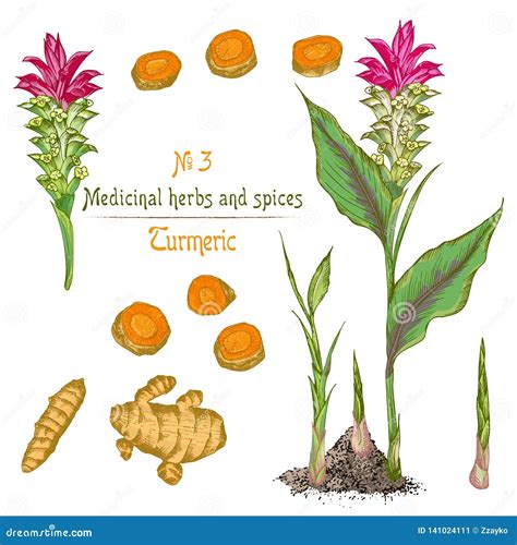 Set Color Hand Drawn Of Turmeric Roots Lives And Flowers Isolated On