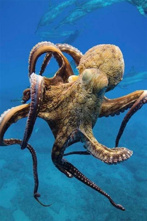 Octopus Beautiful Sea Creatures Ocean Creatures Octopus