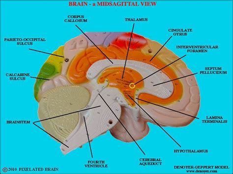 Human Brain Labeled Caudate Nucleus Brain Models Section 8 Human