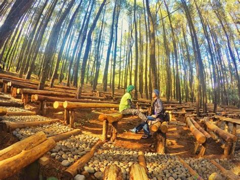 Rekreasi Alam Di Hutan Pinus Mangunan Jogja Wisata Diary