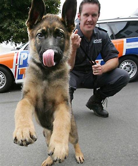 448 Best Images About K9 Police And War Dogs On Pinterest