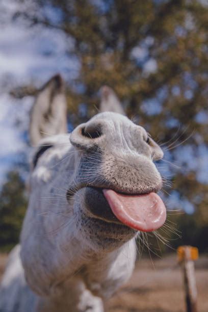 Funny Silly Jackass Donkey Stock Photos Pictures And Royalty Free Images