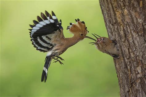 Hoopoe Bird Facts A Z Animals