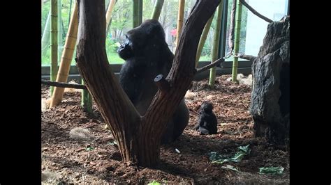 Baby Gorilla Kissed By Dad Youtube