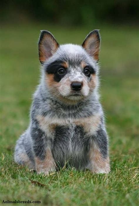 Australian Cattle Dog Puppies Rescue Pictures