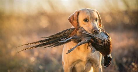 Tips For Your Puppys First Hunting Season Meateater Hunting