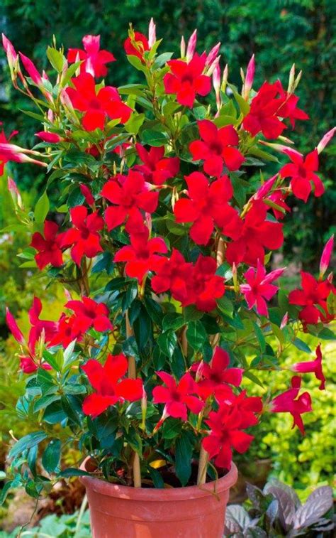 Ftd®, a premier provider of beautiful floral arrangements & flower bouquets since 1910. 5 Flowers That Thrive In The Summer Heat | Do More For ...
