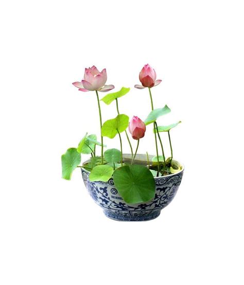 To easily buy the seeds to the most beautiful flowers and even help with fundraising, see the related link. Alkarty Lotus Flower Seeds 12: Buy Alkarty Lotus Flower ...