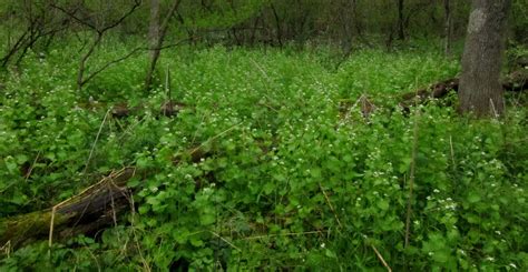 The Root Of The Problem Garlic Mustard Virginia Native Plant Society