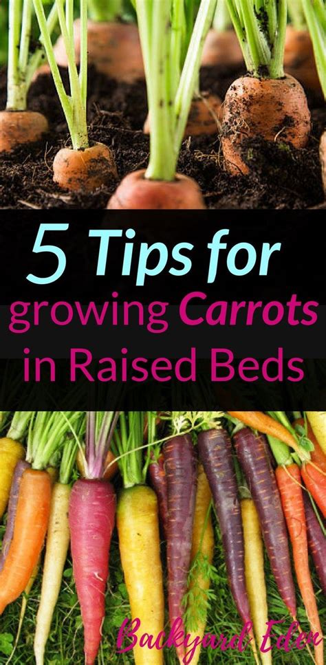 Planting Carrots In Raised Beds