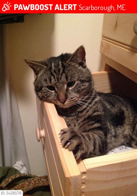 I live near e oakland and state st in bloomington. Lost Male Cat in Scarborough, ME 04074 Named Jag (ID ...