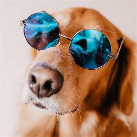 Dog Wearing Sunglasses Goldenretriever Dog Photoshoot Pet