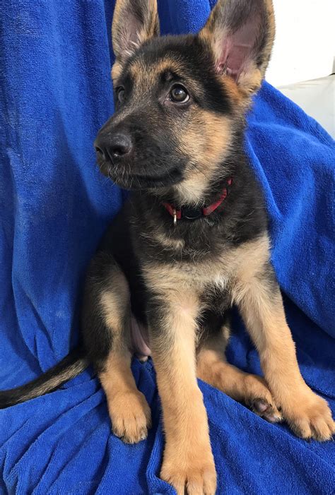 Browse and find german shepherd puppies today, on the uk's leading dog only classifieds site. German Shepherd Puppies For Sale Free