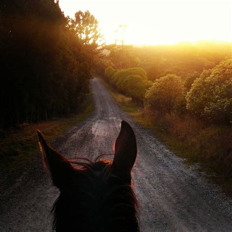 Beautiful Morning For Horse Back Riding In New Zealand