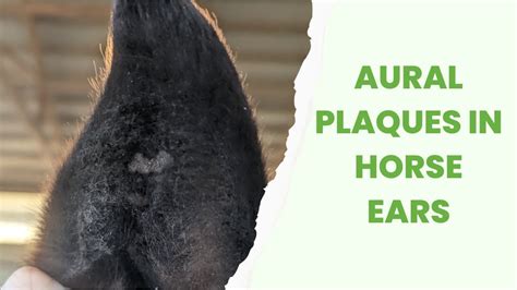 Aural Plaques In Horse Ears Youtube