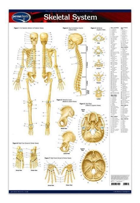 Skeletal System Poster Size 24 X 36 Laminated The Skeletal System Poster Provides Front And