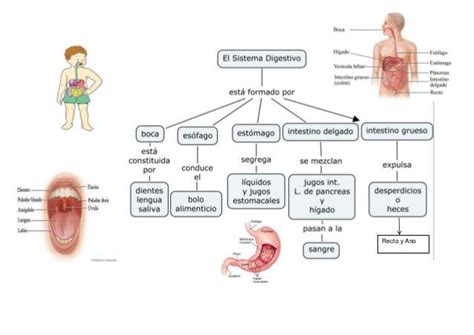 Mapa Conceptual Del Sistema Digestivo ¡guía Paso A Paso