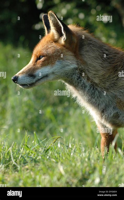 A Close Up Of A Red Foxs Vulpes Vulpes Head And Shoulders At Profile