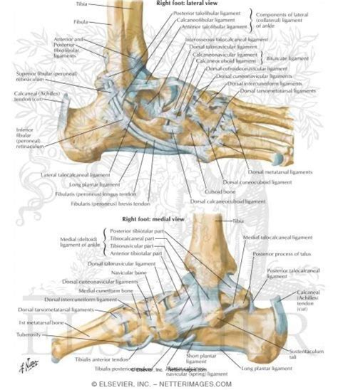 For examples and a much more thorough explanation, take a look at the two wikipedia pages Foot Tendons And Ligaments Diagram - Human Anatomy Body