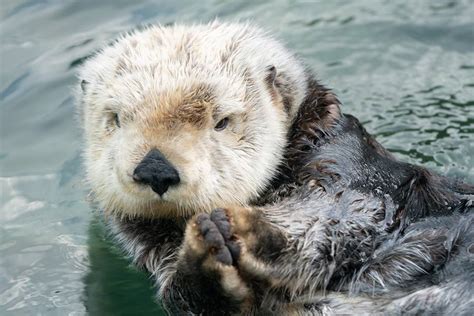 two of vancouver aquarium s new sea otters engage in adorableness video daily hive vancouver