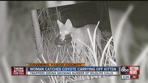 Coyote Carries Off Womans Kitten Youtube