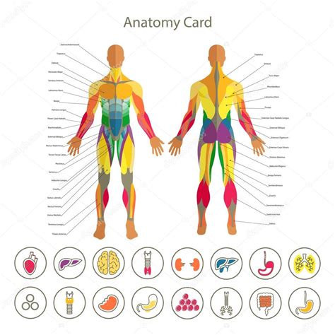 Their functions are to digest food and to enable the nutrients released from that food to enter into the bloodstream. Rear view of human organs | Anatomy of male muscular ...