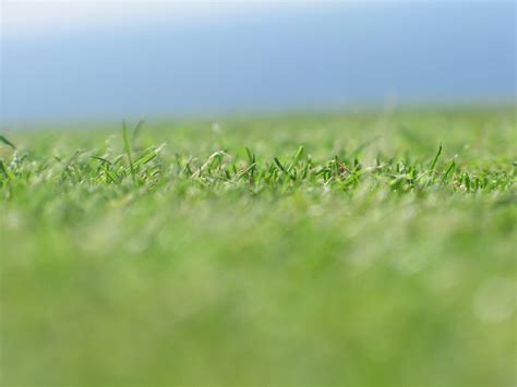 Blurred Grass Free Photo Download Freeimages